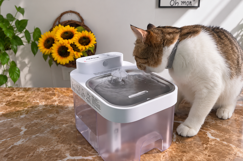Considering Whether Cat Water Fountains Are Worth It
